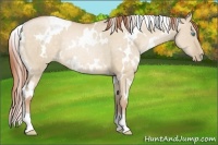 Horse Color:White Spotted Buckskin Pearl Dun Rabicano