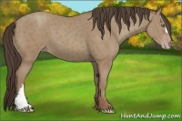 Horse Color:Classic Champagne 