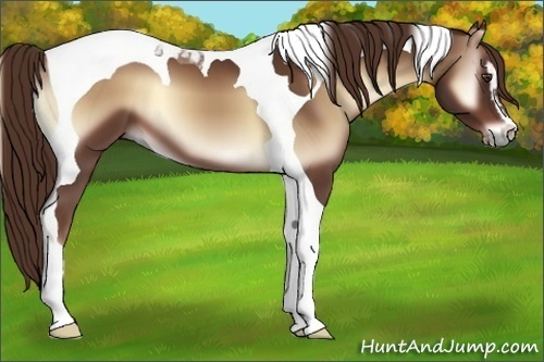 Horse Color:Red Onyx Sabino Tobiano 