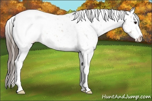 Horse Color:Buckskin Roan Sabino Appaloosa Rabicano 