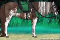 Horse Color:White Spotted Liver Chestnut Sabino 