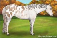 Horse Color:Liver Chestnut Pearl Appaloosa 