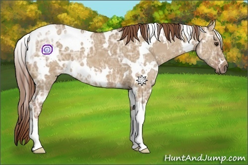 Horse Color:White Spotted Red Dun Ice