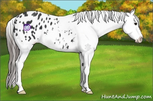 Horse Color:Black Snowflake Varnish 