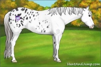 Horse Color:Black Appaloosa 
