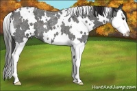 Horse Color:White Spotted Liver Red Roan Splash