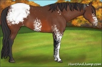 Horse Color:White Spotted Bay Appaloosa Rabicano 