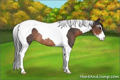 Horse Color:Brown Sabino Tobiano Rabicano