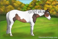 Horse Color:Brown Sabino Tobiano Rabicano
