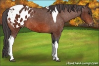 Horse Color:Bay Tobiano Appaloosa 