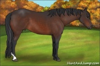Horse Color:Bay Tobiano