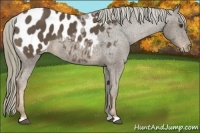 Horse Color:Liver Chestnut Appaloosa 