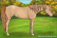 Horse Color:Gold Champagne Rabicano 