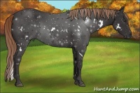 Horse Color:White Spotted Liver Chestnut 
