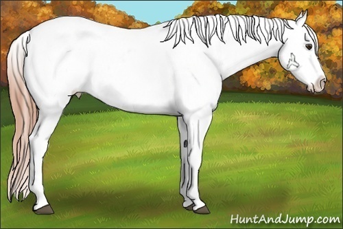 Horse Color:White Spotted Liver Chestnut Frame Appaloosa 