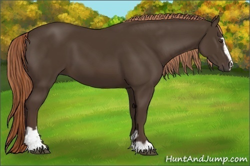 Horse Color:Liver Chestnut Sabino