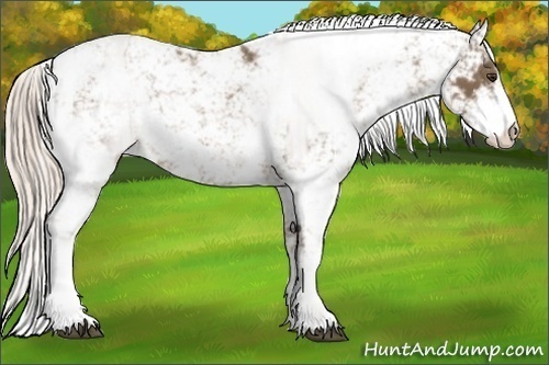 Horse Color:Chocolate Palomino Sabino