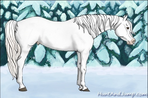 Horse Color:Silver Bay Appaloosa