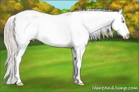 Horse Color:White Spotted Chocolate Palomino Pearl Appaloosa Rabicano
