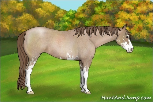 Horse Color:Blue Roan Pearl Sabino 
