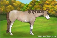 Horse Color:Blue Roan Pearl Sabino