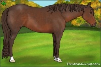 Horse Color:Liver Chestnut 