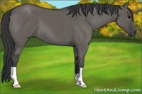 Horse Color:Grullo 