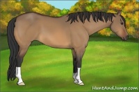 Horse Color:Bay Dun