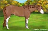 Horse Color:Chestnut Sabino