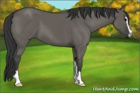 Horse Color:Grullo Sabino
