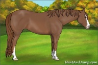 Horse Color:Chestnut Sabino