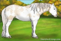Horse Color:White Spotted Palomino Pearl Dun Splash