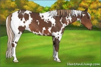 Horse Color:White Spotted Liver Chestnut 