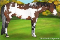 Horse Color:White Spotted Bay Frame 