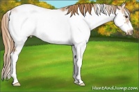 Horse Color:Chestnut Sabino Frame