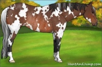 Horse Color:White Spotted Bay Rabicano