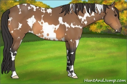 Horse Color:White Spotted Buckskin 