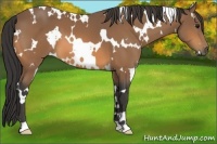 Horse Color:White Spotted Buckskin