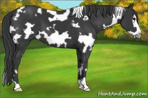 Horse Color:White Spotted Black Frame 