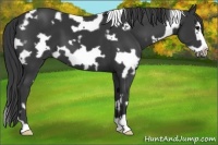 Horse Color:White Spotted Black Frame 