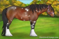 Horse Color:White Spotted Bay 
