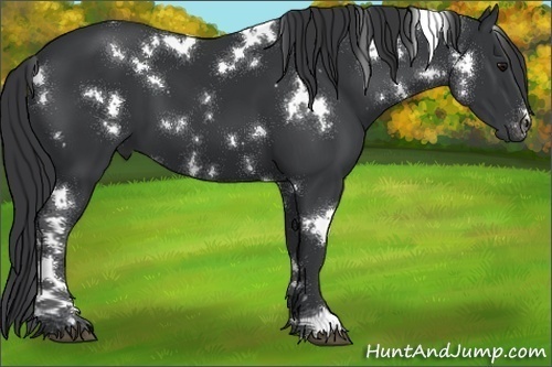Horse Color:White Spotted Black 