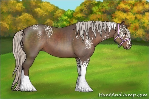 Horse Color:White Spotted Silver Black 