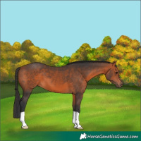 Horse Color:Bay 