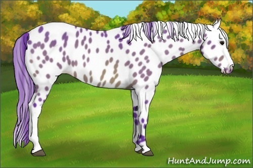 Horse Color:Watercolor Bay Appaloosa 