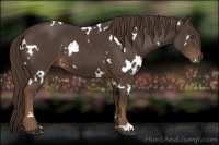 Horse Color:White Spotted Liver Chestnut 