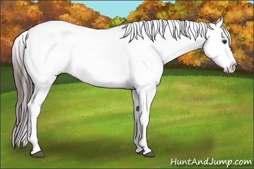 Horse Color:White Spotted Liver Chestnut Blanket 