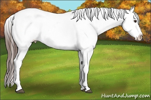 Horse Color:Liver Chestnut Sabino Appaloosa 