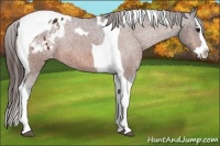 Horse Color:Bay Splash Tobiano Appaloosa 