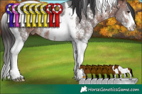 Horse Color:Bay Sabino Tobiano